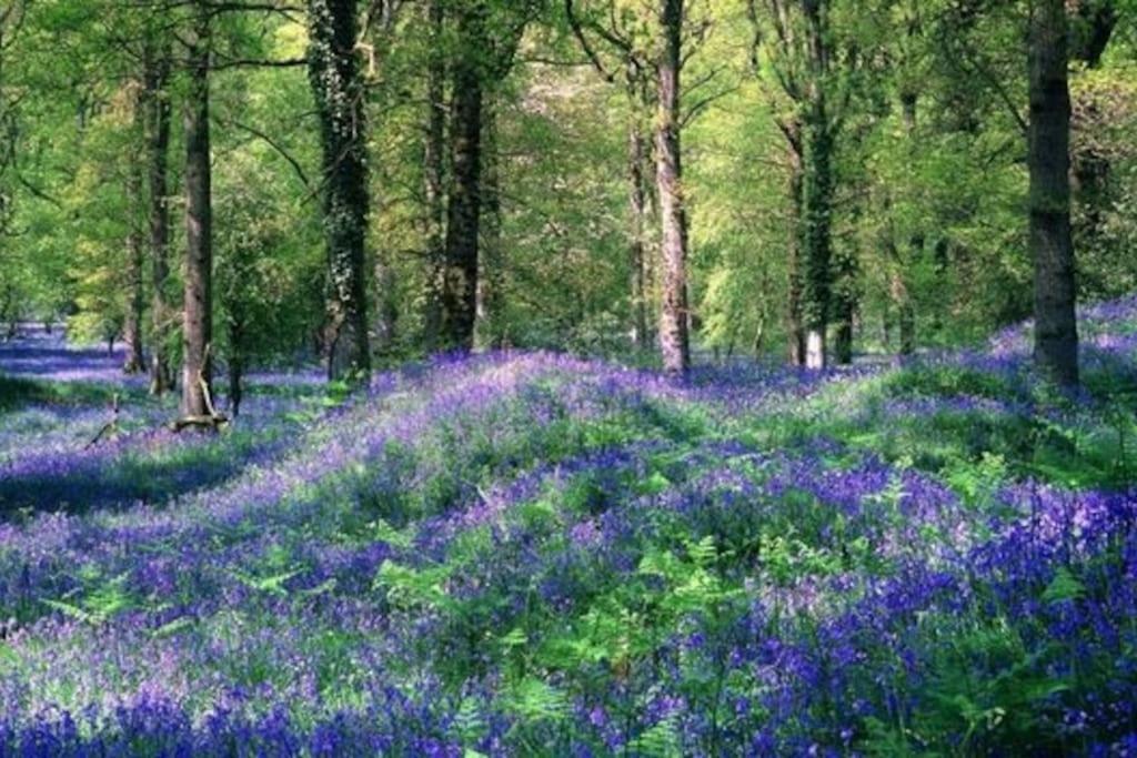 The Owl House Cottage Welsh Newton Common Екстер'єр фото
